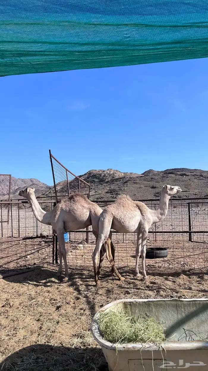 حشو سمان 0