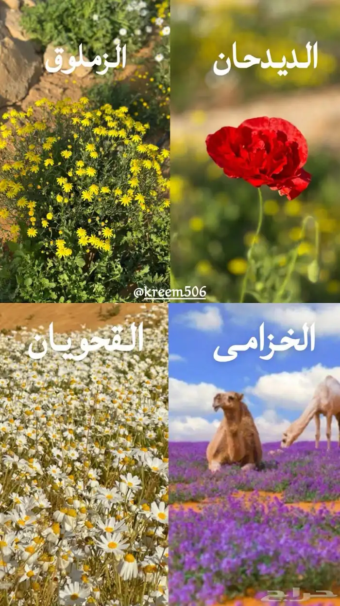 بذور خزامى و ديدحان وغيرها 0