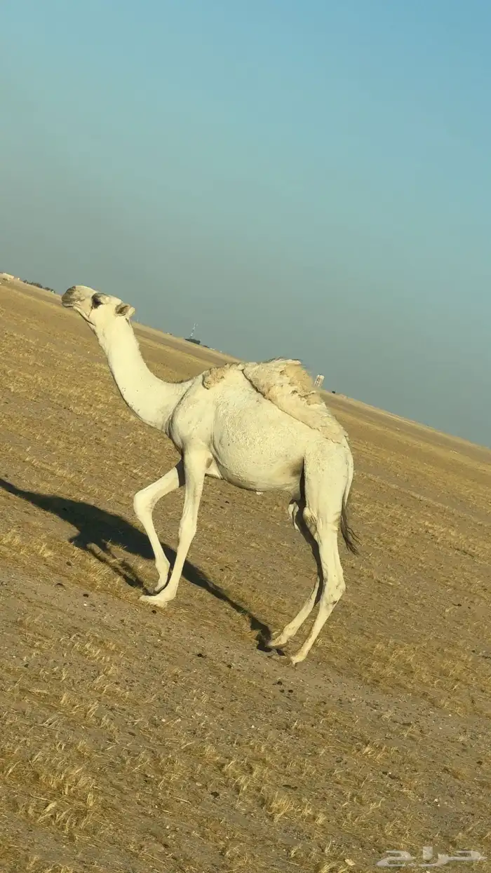 قعود 0