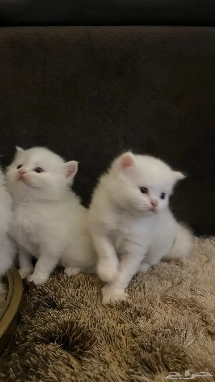 قطط 1