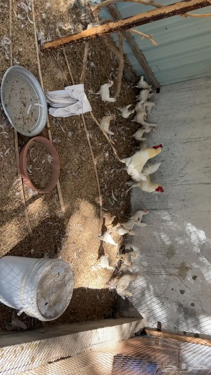 دجاج 1