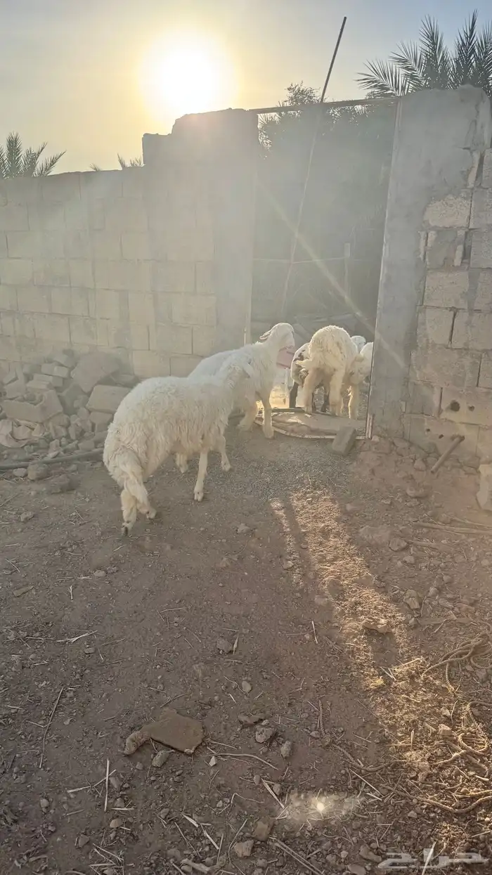خرفان للبيع 0