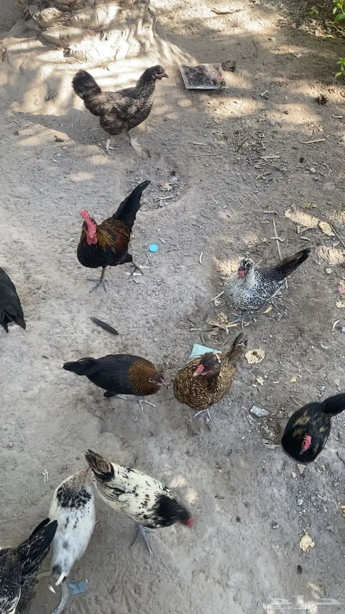 للبيع دجاج ودياكه 0