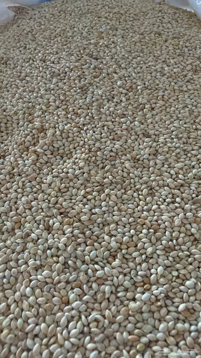 مليسه حب مصفى 0