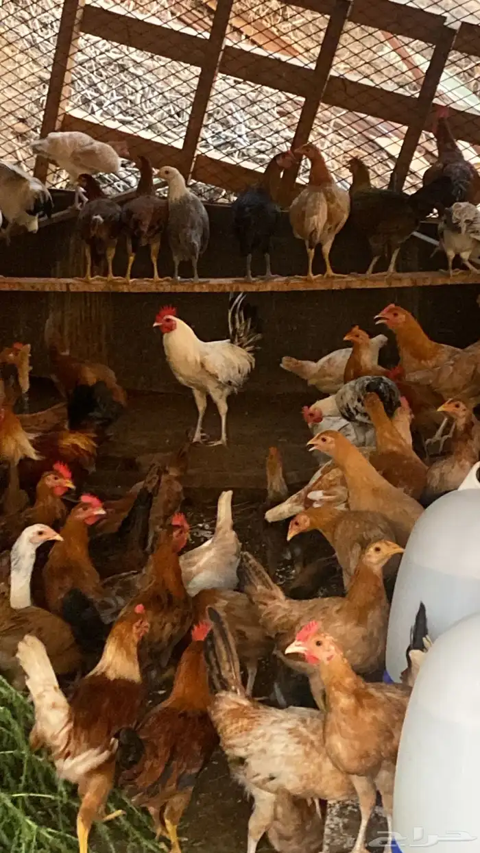 دجاج بلدي بياض للبيع 0