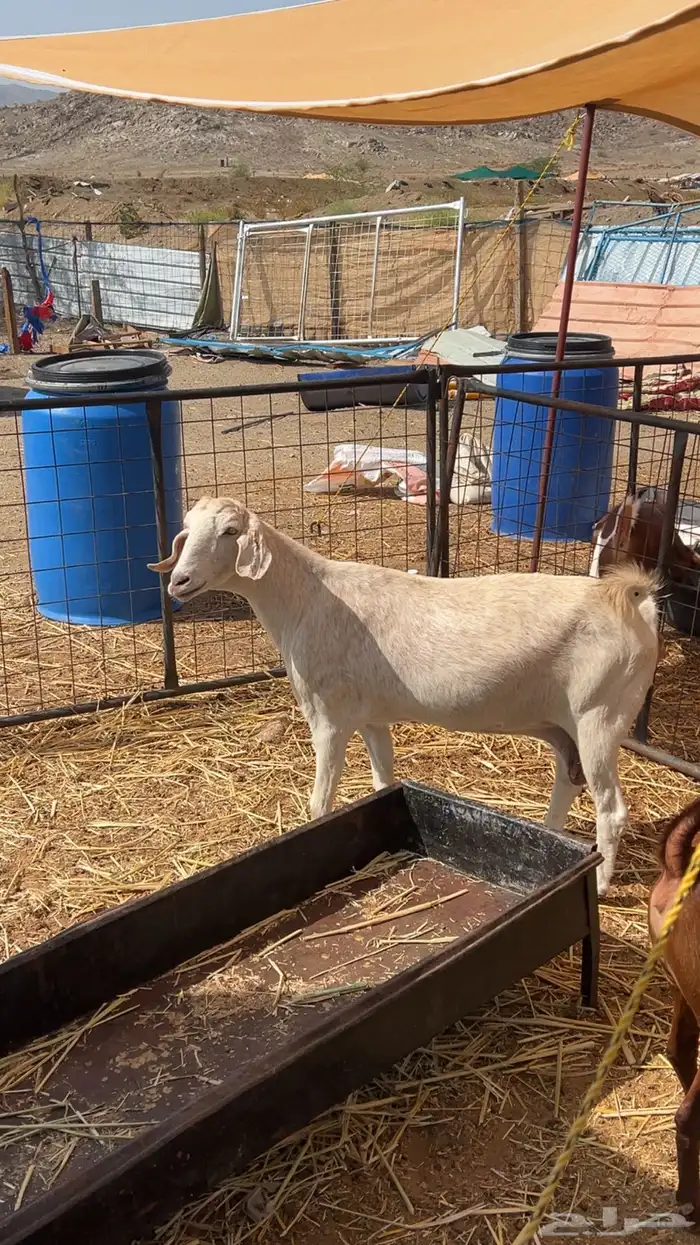 معزا دفيع العدد 2   خلفة حرية تحتها رخل 1