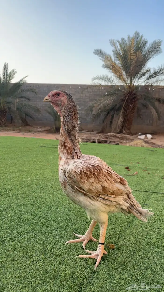 دجاج باكستاني 4