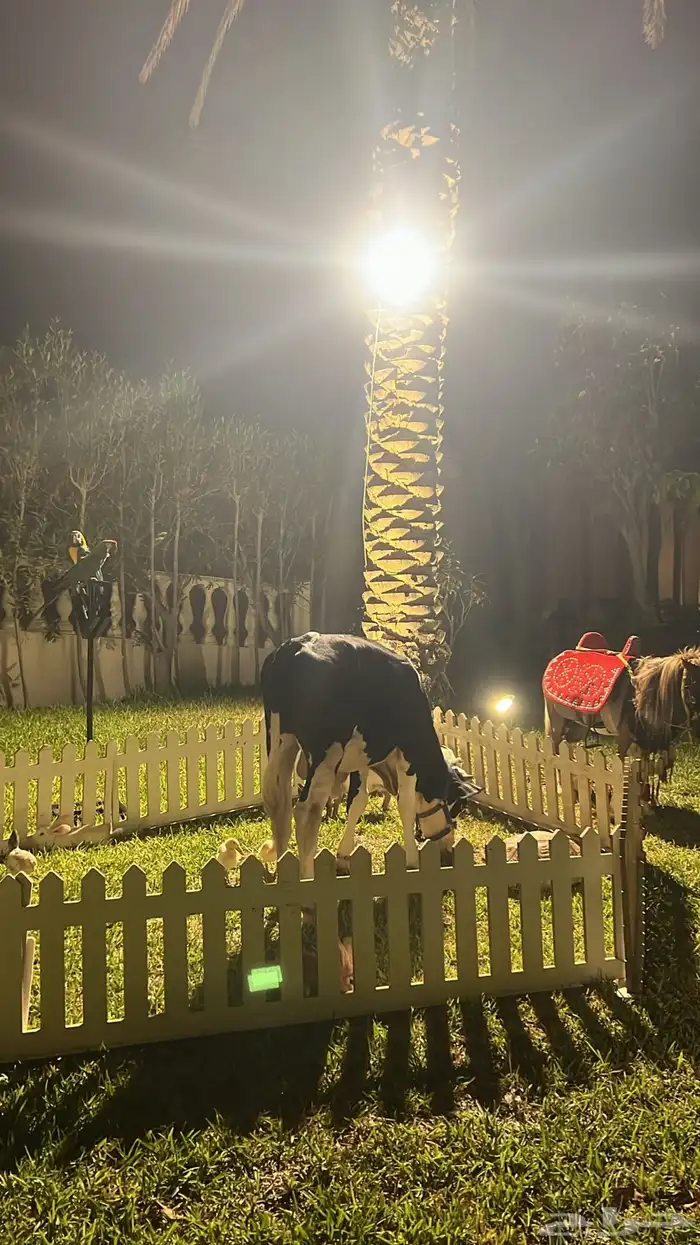 ايجار جميع الحيوانات الأليفة 0