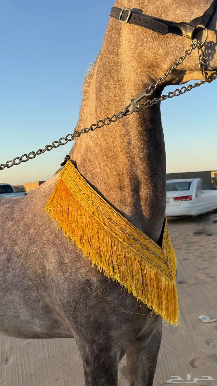 زينة للخيل 0