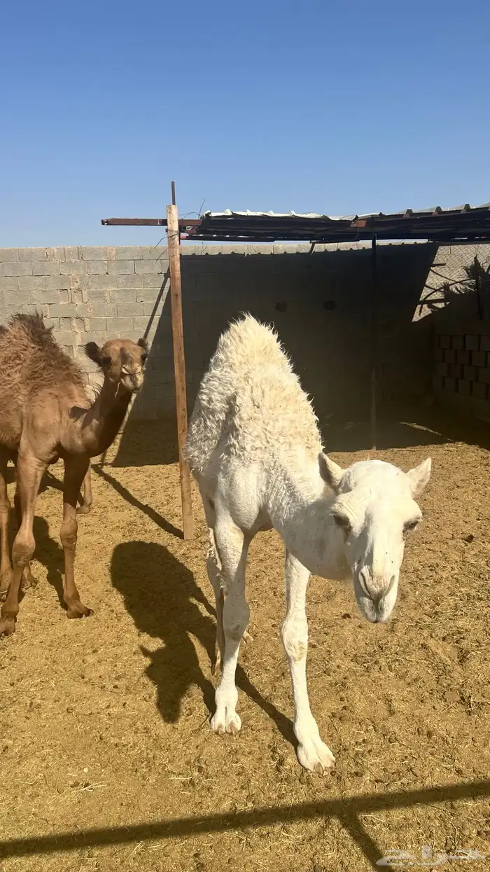 للبيع حشو وبكار 2