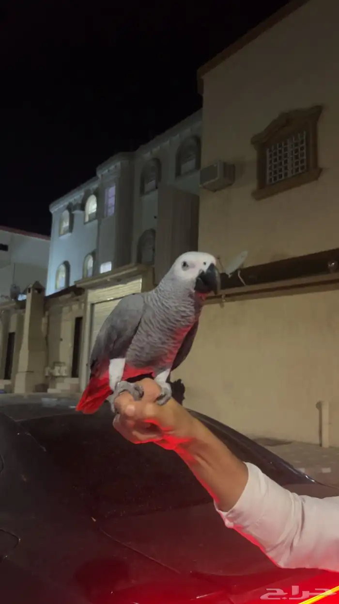 بغبغاء كاسكو 3