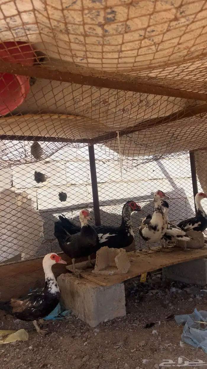 بط مصري منتج 0