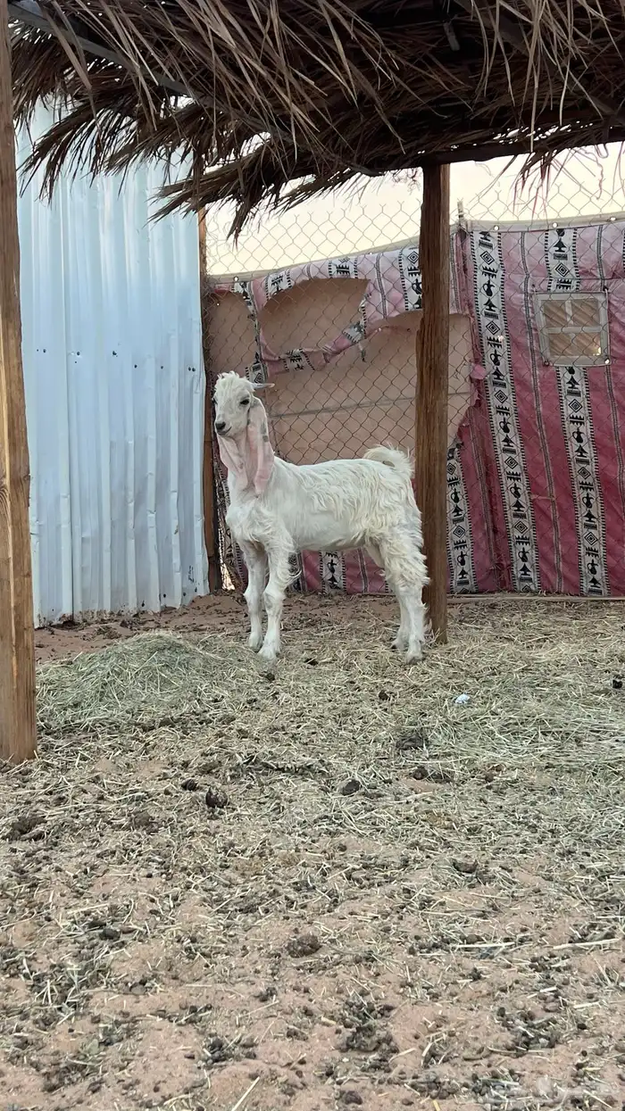 تيس طيب ضهره فرق الوصط لبني اللي يبي مقطع له يجي وتسب 0