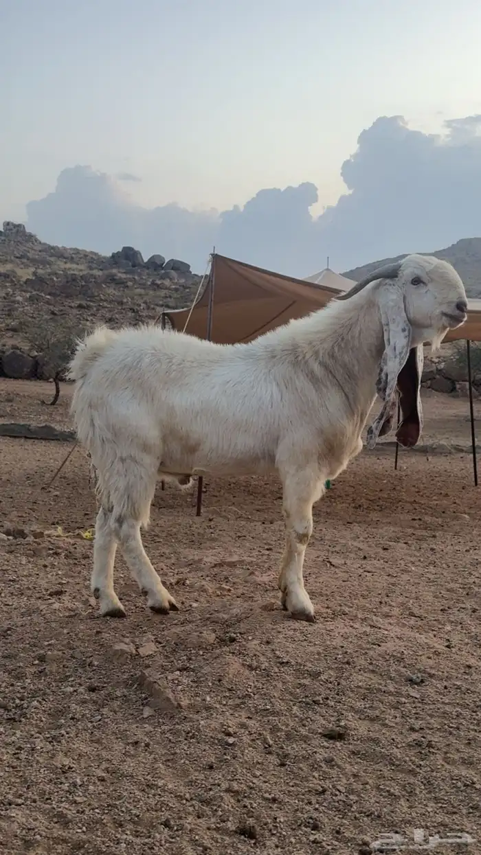 تيس هولندي صنف الصنف 4