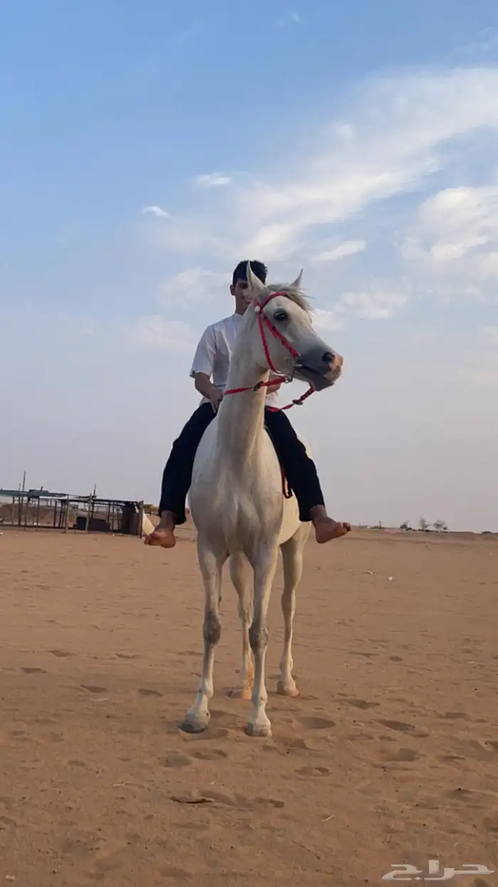 فرس شعبيه تحتها مهر 4