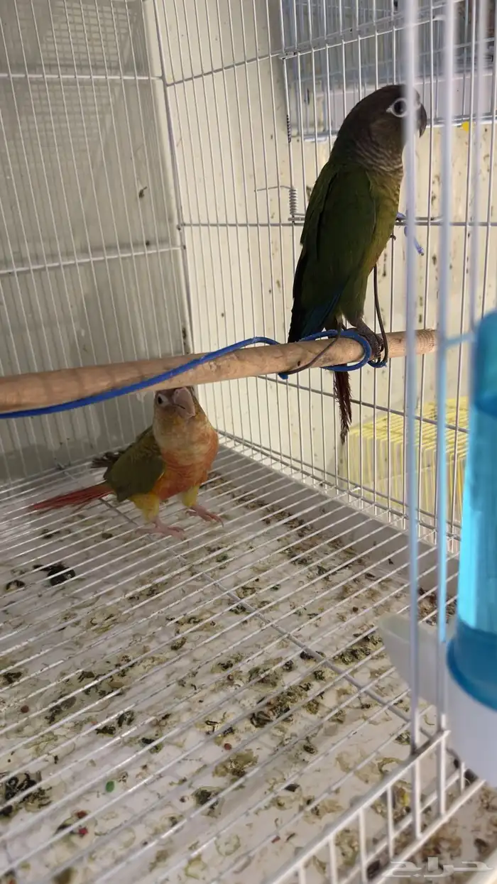 ازواج كنيور محلله وفردات اناث 9