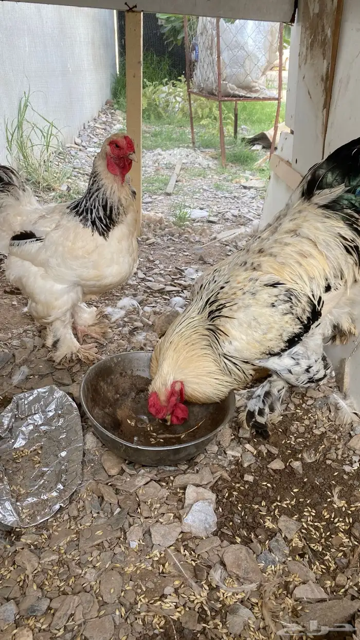 دجاج برهان 2