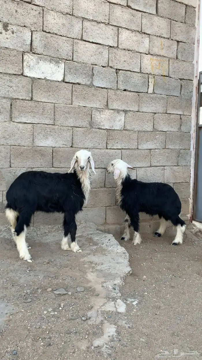 بهم تربيه خروف و رخال نجدي 9