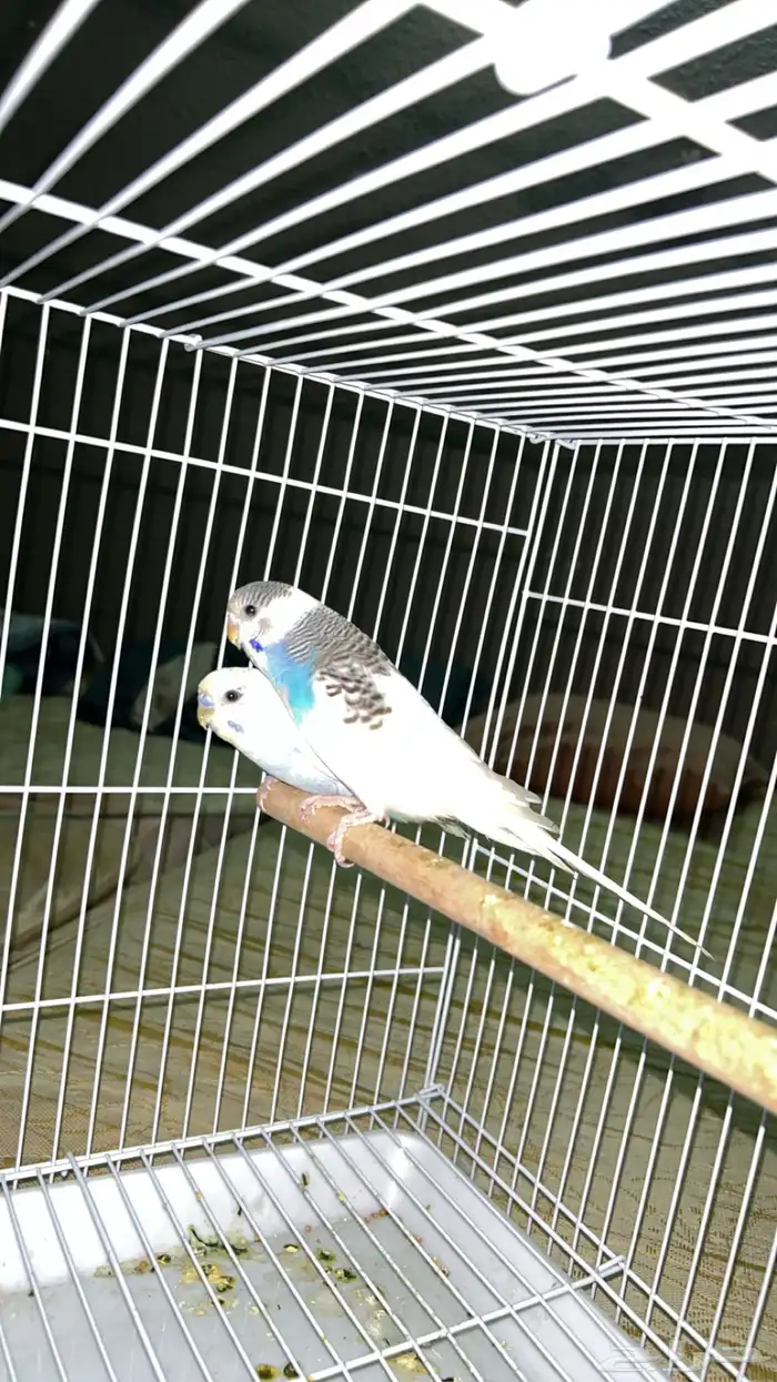 طور الحب 0