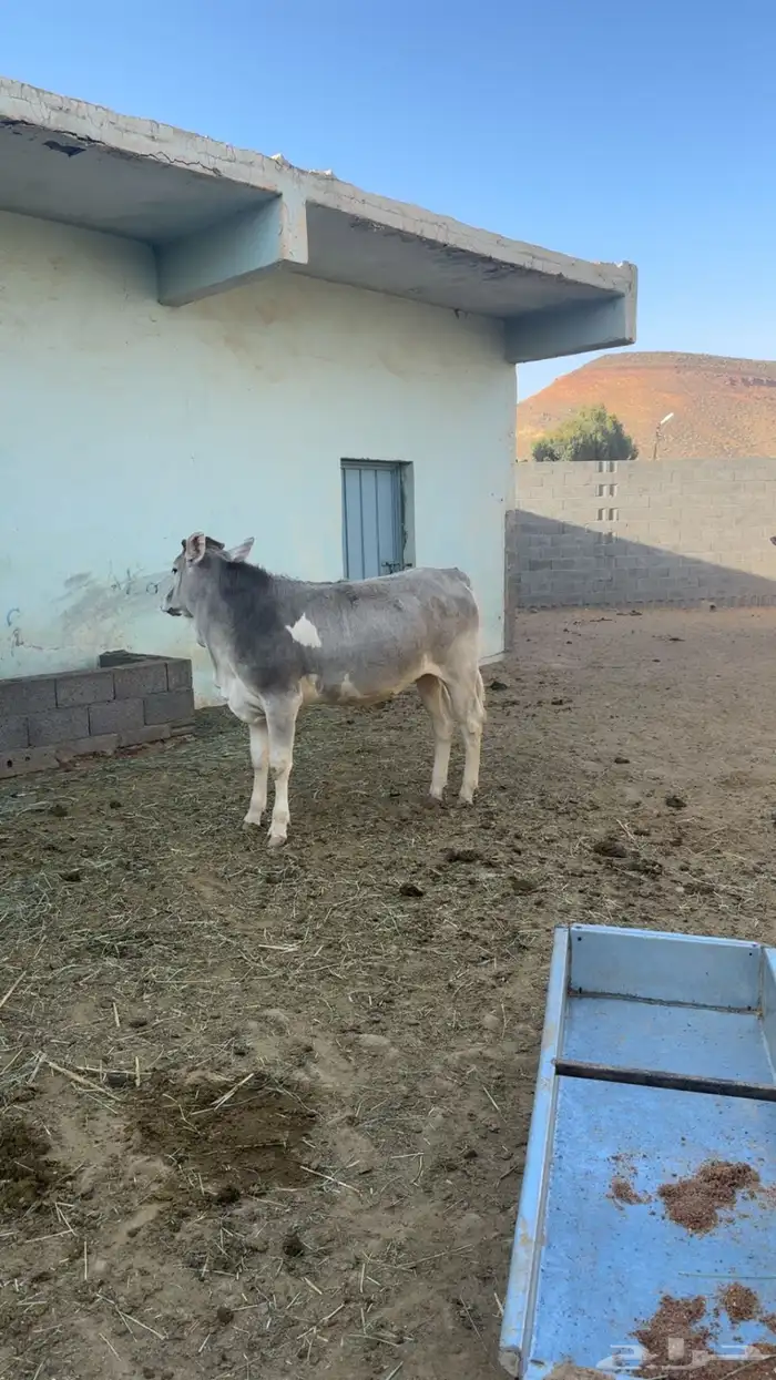 خمسه ما بين حسيل وحسيله 0