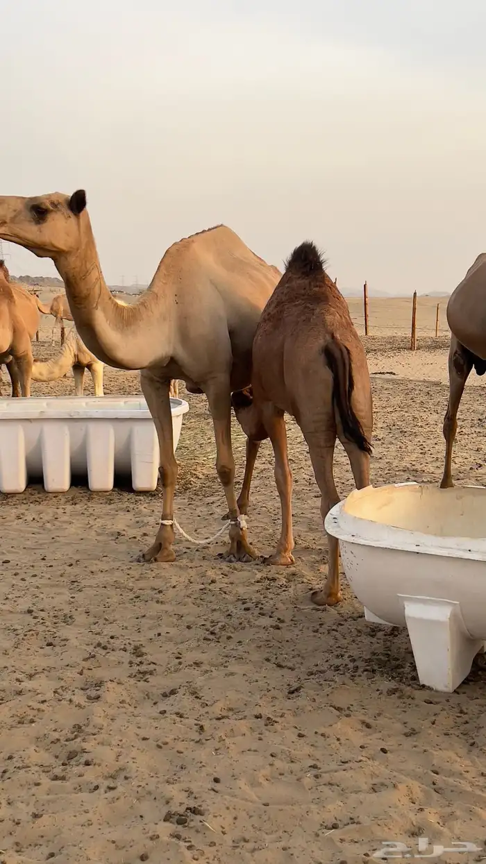 بكره للبيع فل مشاءالله تبارك الله على لبن امها عمرها 6 شهور 1