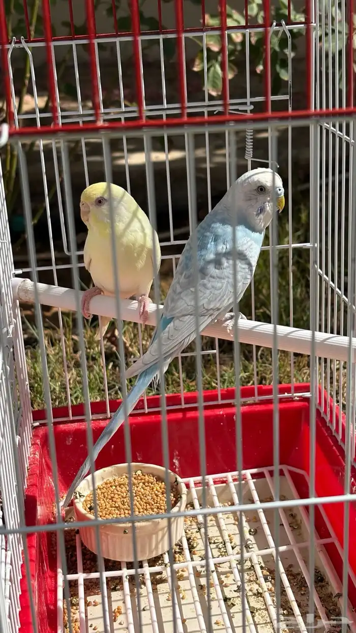 3 اجواز بادجي فاخرة 0