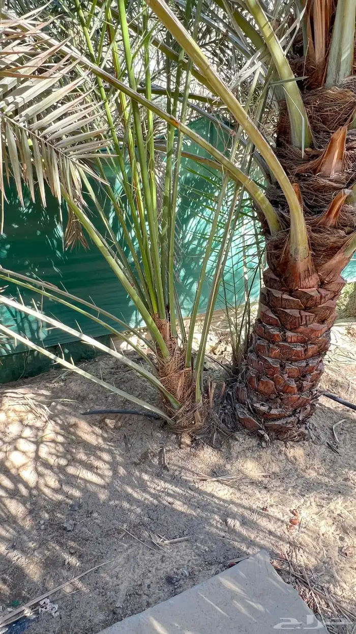 فسائل نخيل خلاص 1