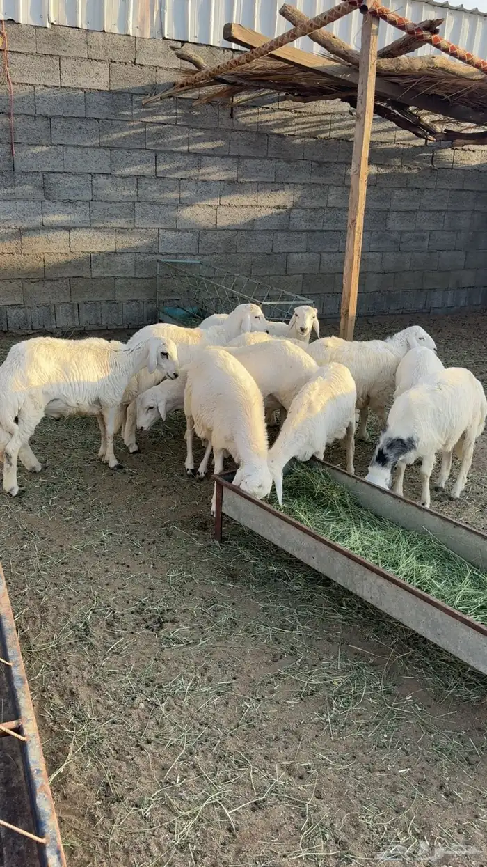 10 خرفان مشروطه 3