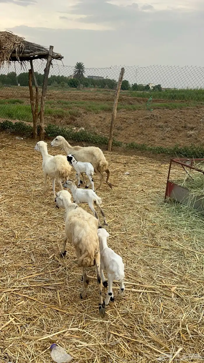 ضان مناتيج 1