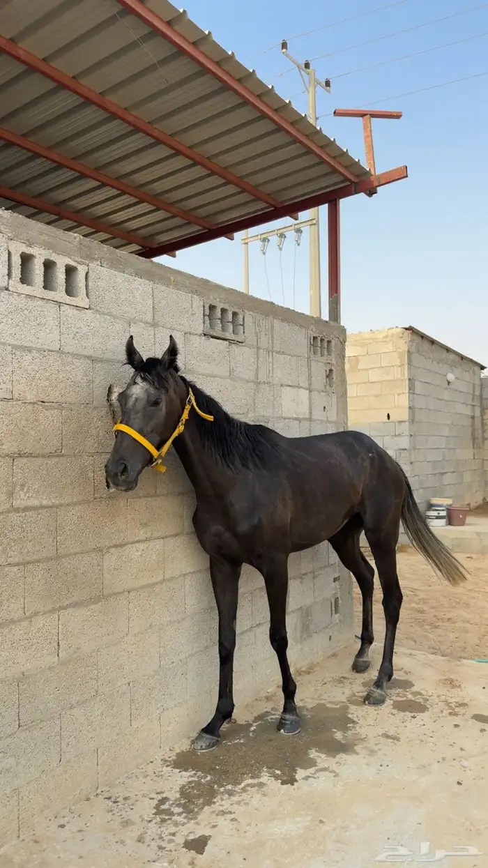 خيل 4