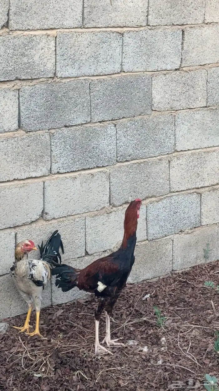 ستة ديوك 1