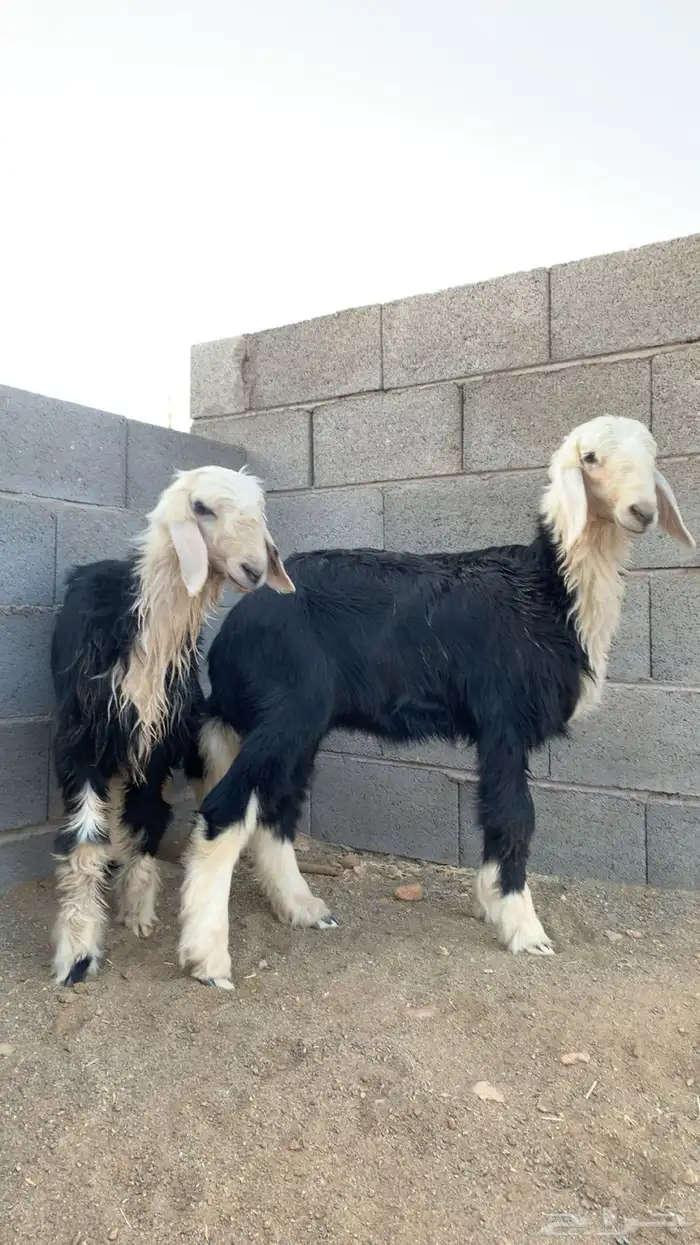 بهم تربيه خروف و رخال نجدي 13