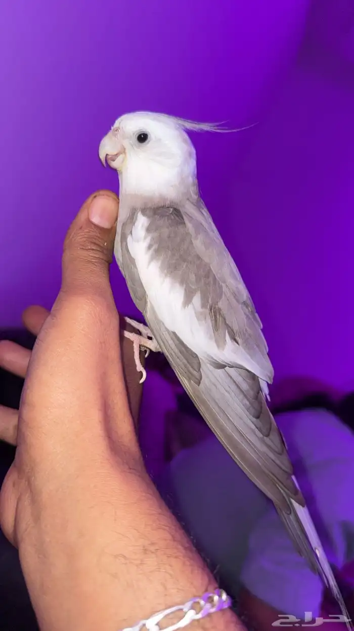كروان عمره سنه ونص اليف وعنده تشكيل وبوسه 0