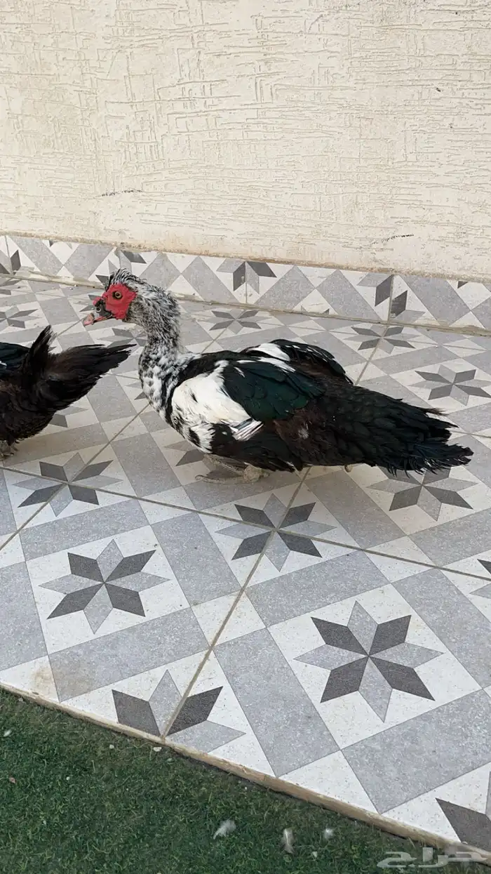 بط بح 1