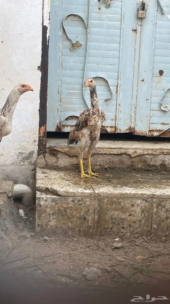 دجاج سندي 2