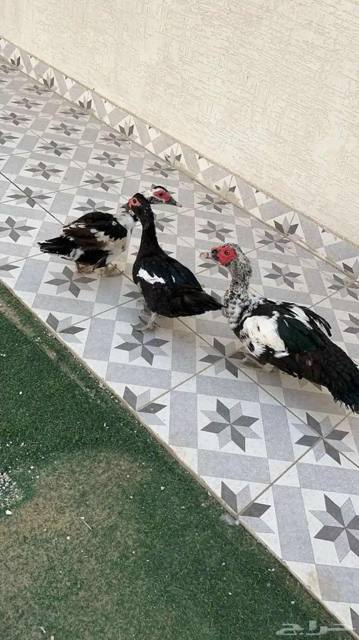 بط بح 2
