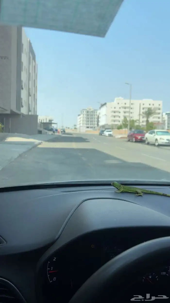 اغوانا اليفة للبيع 2