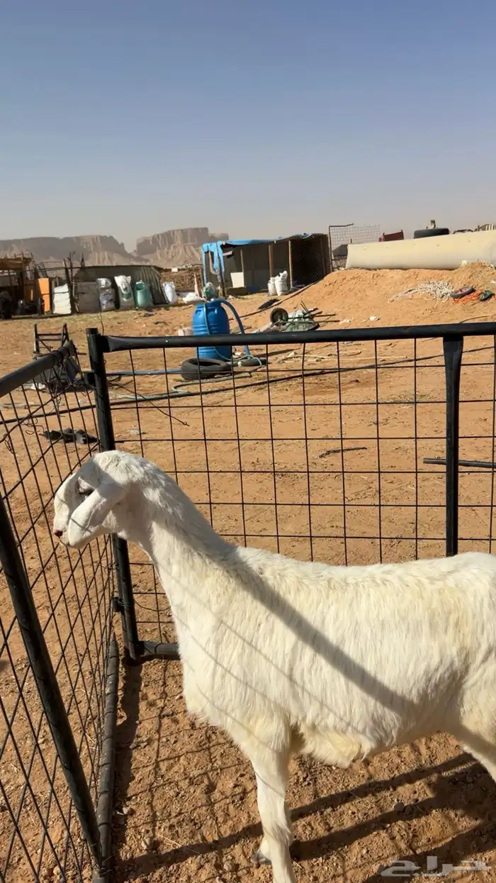 رخل طيبه بالحيل تصلح للقناي 2