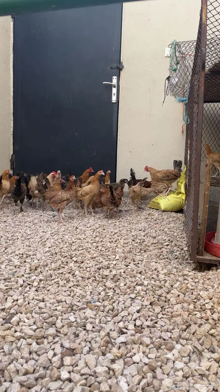 دجاج العدد 33 صحه شرط كلش شرط 2