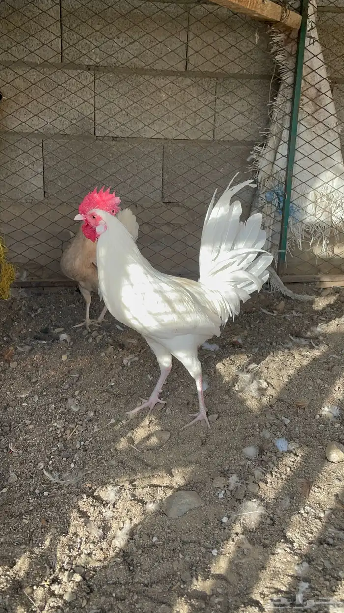 طقم دجاج بلدي 2