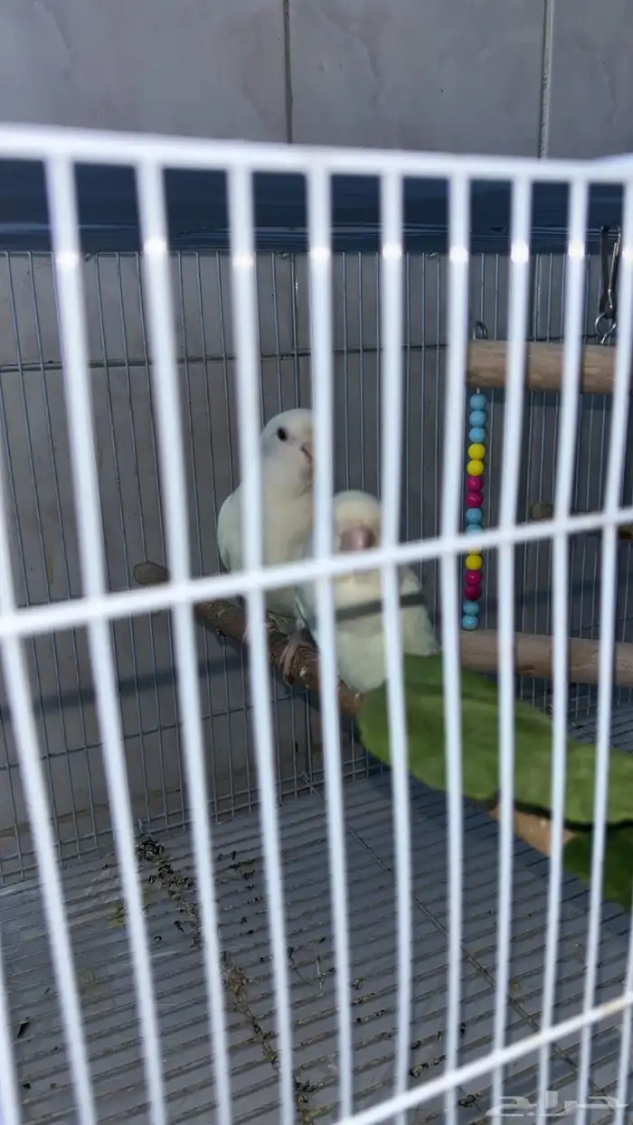 زوج طيور روز البينو منتج 1