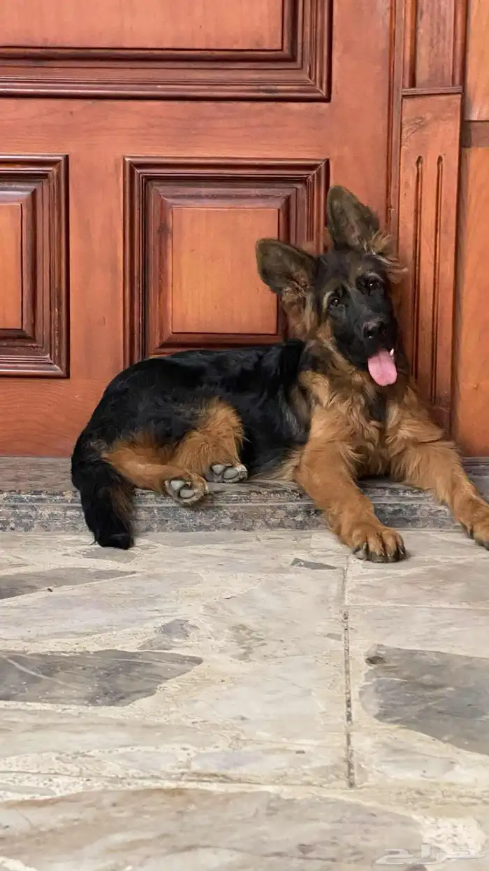 كلب جيرمن شيبرد لونق هير 1