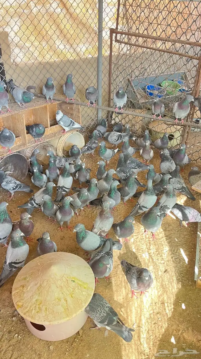 حمام زاجل 1
