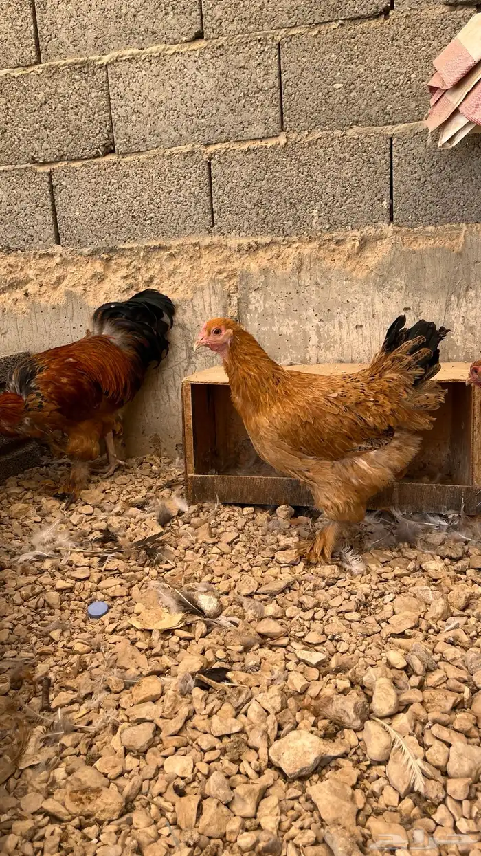 طقم دجاج براهما بوف 3