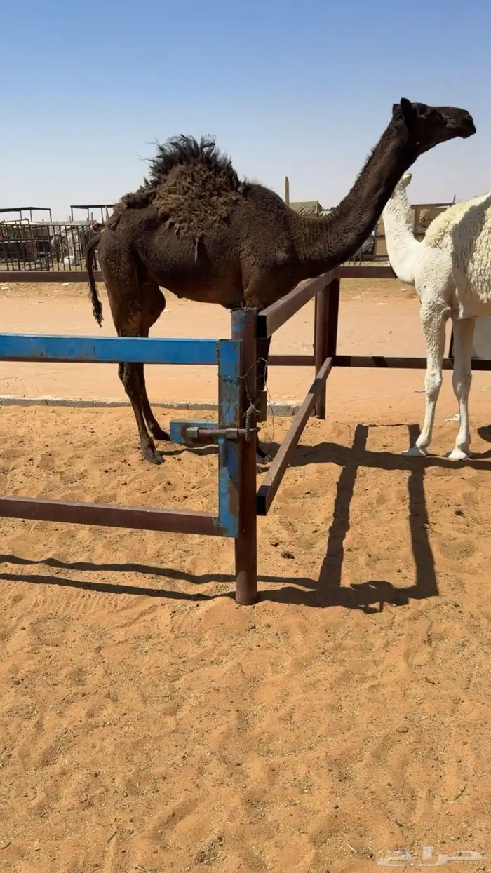 للبيع قعود قصب طايش 0