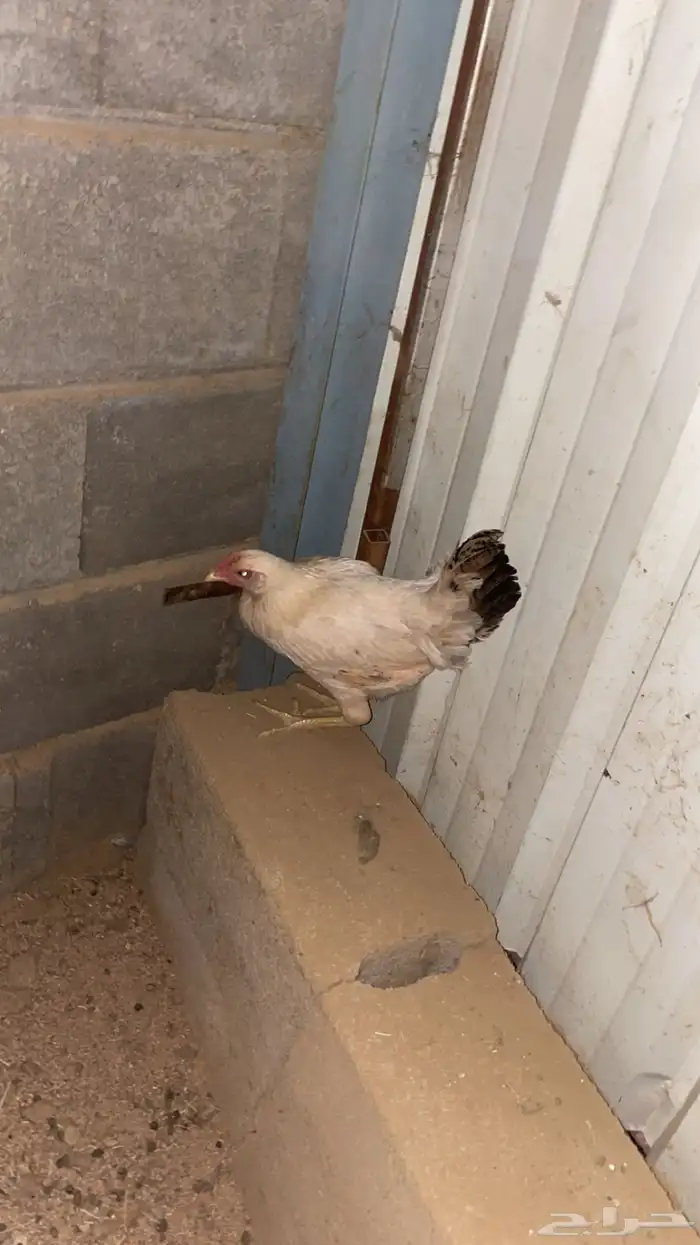 دجاجتين عربي حضان شرط كففو 3
