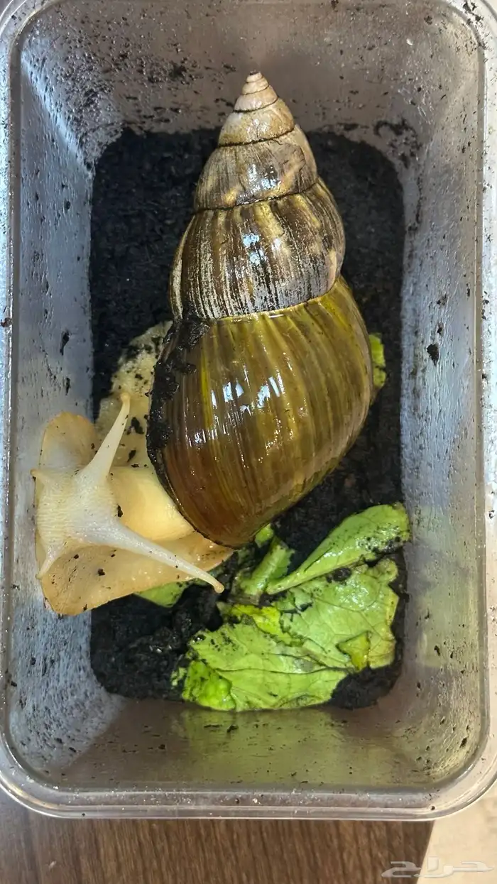 حلزون افريقي عملاق 2