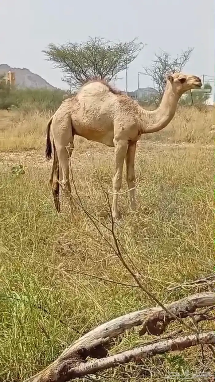 قعود للبيع 0