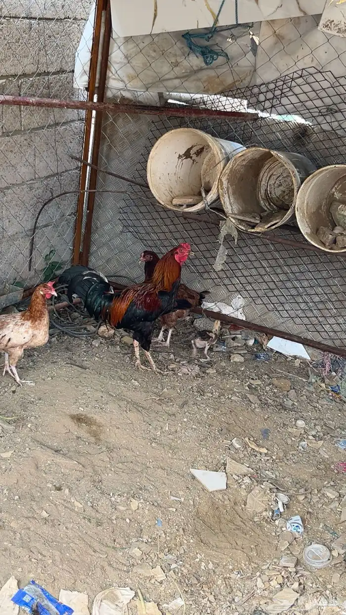 للبيع ديك باكستاني 2