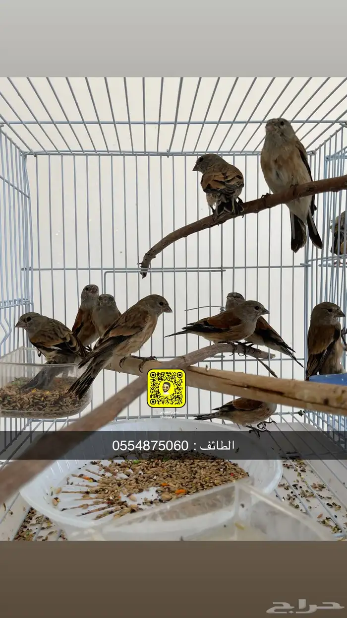 متوفر حسون يمني مميز 1